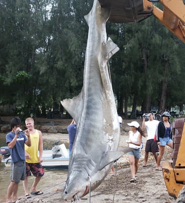 The shark that attacked Bethany. (http://sloblogs.thetribunenews.com/sidetracked/200 ())